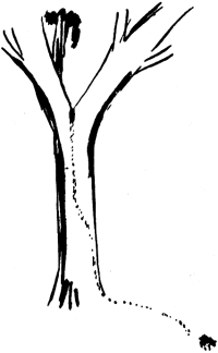 How to Find Water - Finding Water - Wilderness Survival - Observing Ants