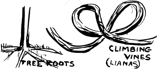 How to Find Water - Finding Water - Wilderness Survival - Water From Plants