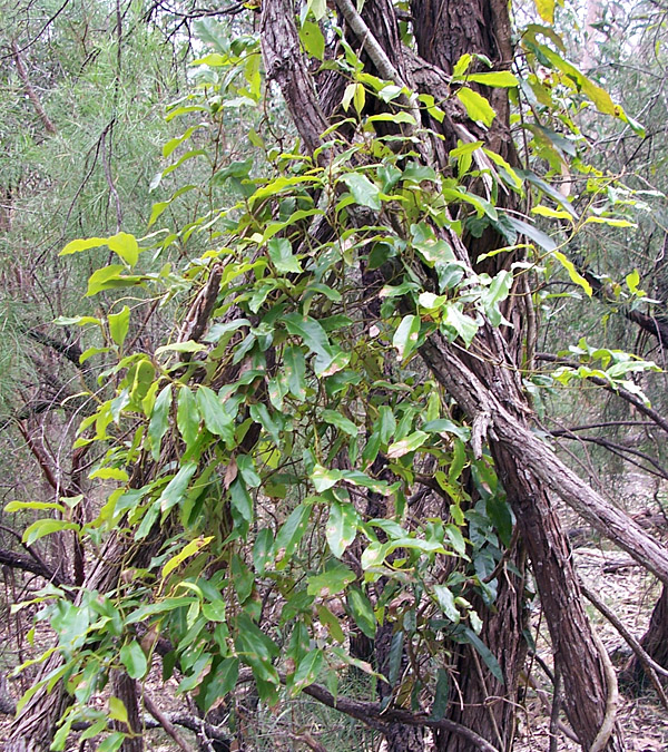 Bush Tucker Plant Quiz, Question 9 - Can you identify this plant?