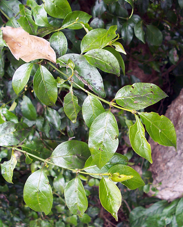 Bush Tucker Plant Quiz, Question 3 - Can you identify this plant?