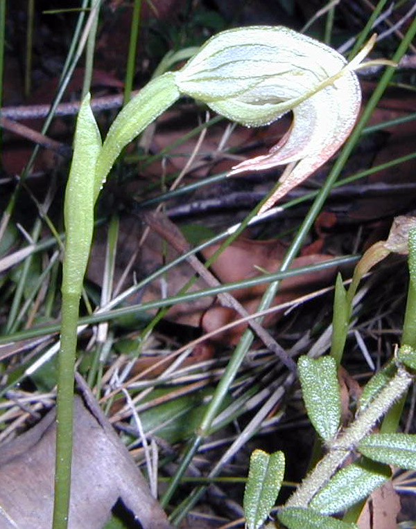 Bush Tucker Plant Quiz, Question 9 - Can you identify this plant?