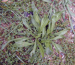 Edible Weeds - Plantago - Plantains