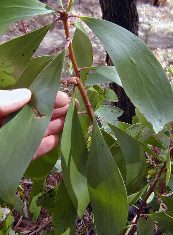 Bush Tucker Plant Quiz, Question 1 - Can you identify this plant?