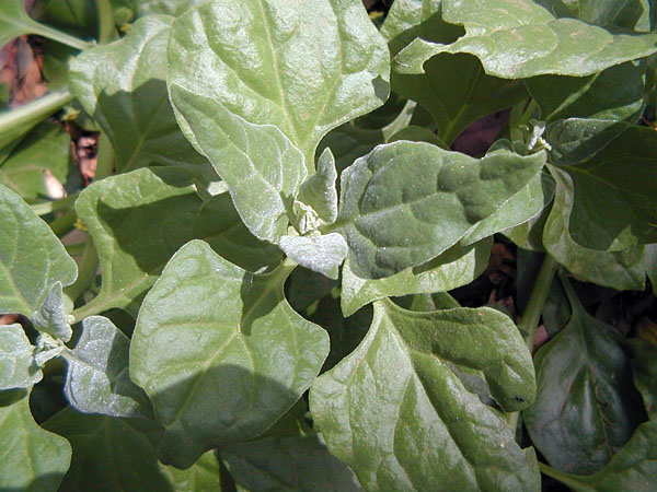 Tetragonia Tetragonoides - New Zealand Spinach