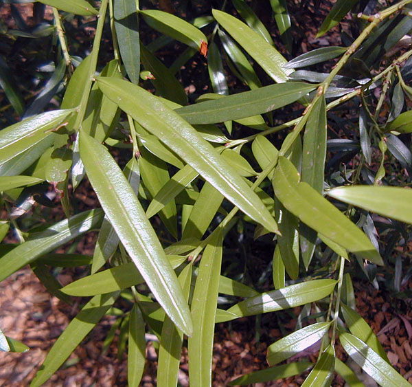 Bush Tucker Plant Quiz, Question 4 - Can you identify this plant?