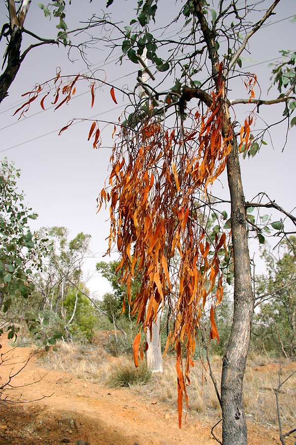 Dead Amyema pendulum growing on a Eucalyptus polyanthemos (Red Box) - Mistletoe