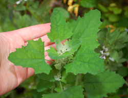 Edible Weeds - Chenopodium album - Fat Hen