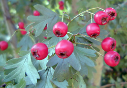 Edible Weeds - Crataegus monogyna - Hawthorn