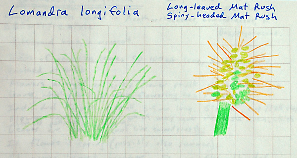 Lomandra longifolia - Mat Rush - Kamana