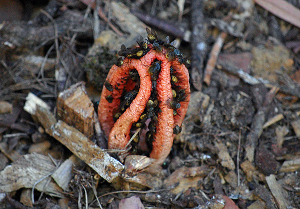 Bush Tucker Plant Quiz, Question 7 - Can you identify this plant?