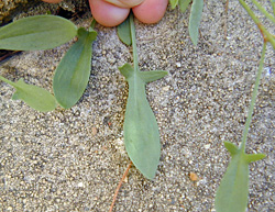 Edible Weeds - Rumex acetosella - Sheep Sorrel