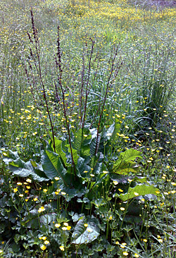 Edible Weeds - Rumex - Docks