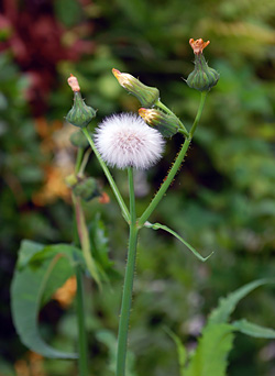 Edible Weeds - Sonchus - Sowthistle