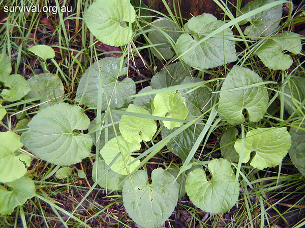 Viola odorata - Sweet Violet - Edible Weeds and Bush Tucker Plant Foods