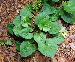 Edible Weeds - Viola - Violets