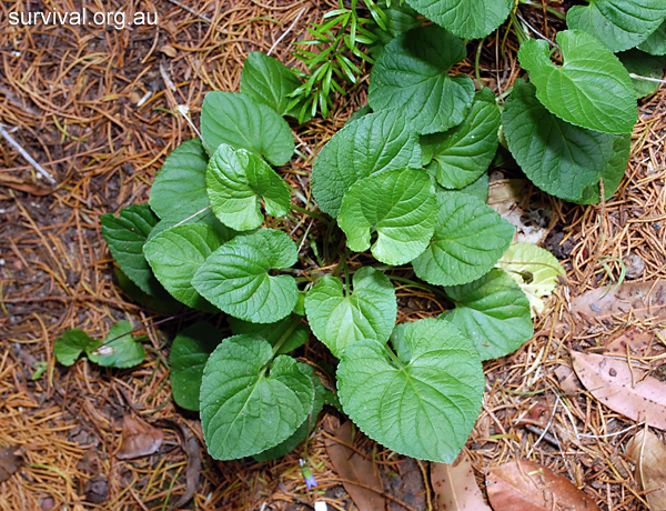 Viola odorata - Sweet Violet - Edible Weeds and Bush Tucker Plant Foods