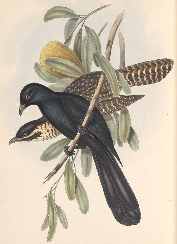 Australian Bird Quiz, Question 9 - Can you identify this bird?