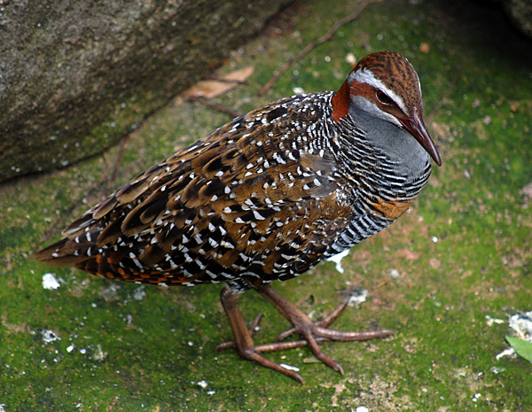 Australian Bird Quiz, Question 5 - Can you identify this bird?
