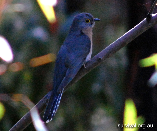 Australian Bird Quiz, Question 4 - Can you identify this bird?