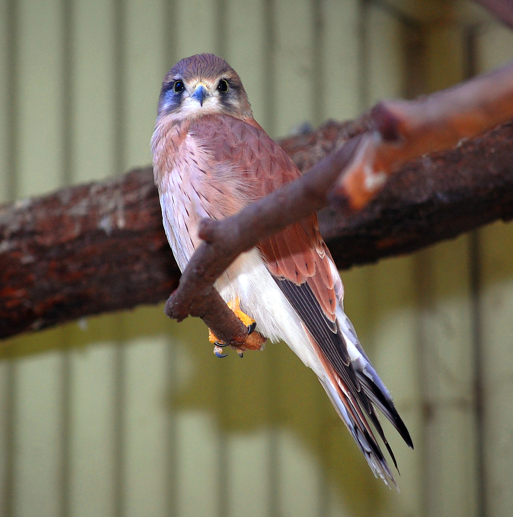 Australian Bird Quiz, Question 2 - Can you identify this bird?