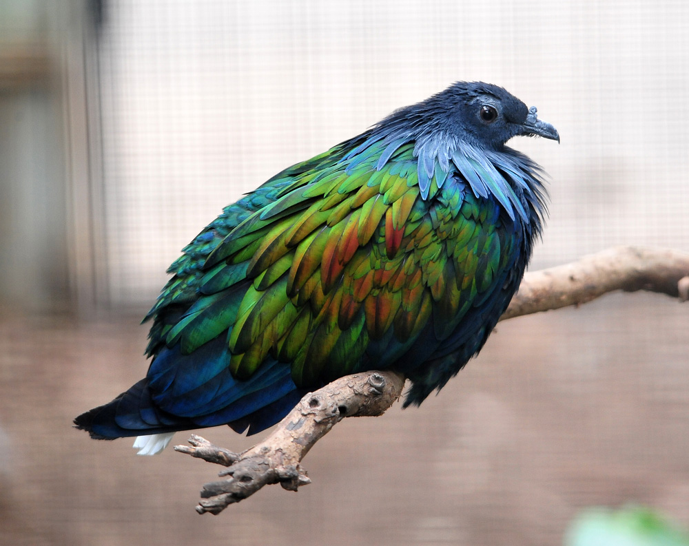 Australian Bird Quiz, Question 3 - Can you identify this bird?