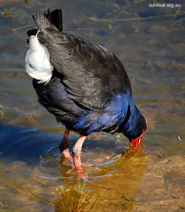 Australian Bird Quiz, Question 7 - Can you identify this bird?