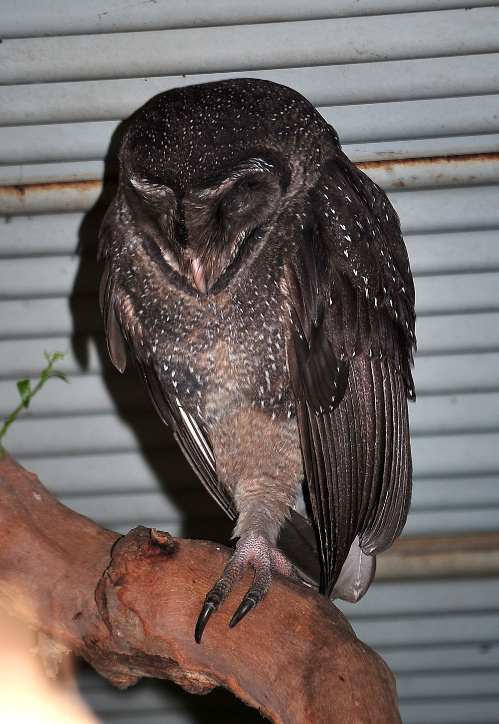 Australian Bird Quiz, Question 6 - Can you identify this bird?