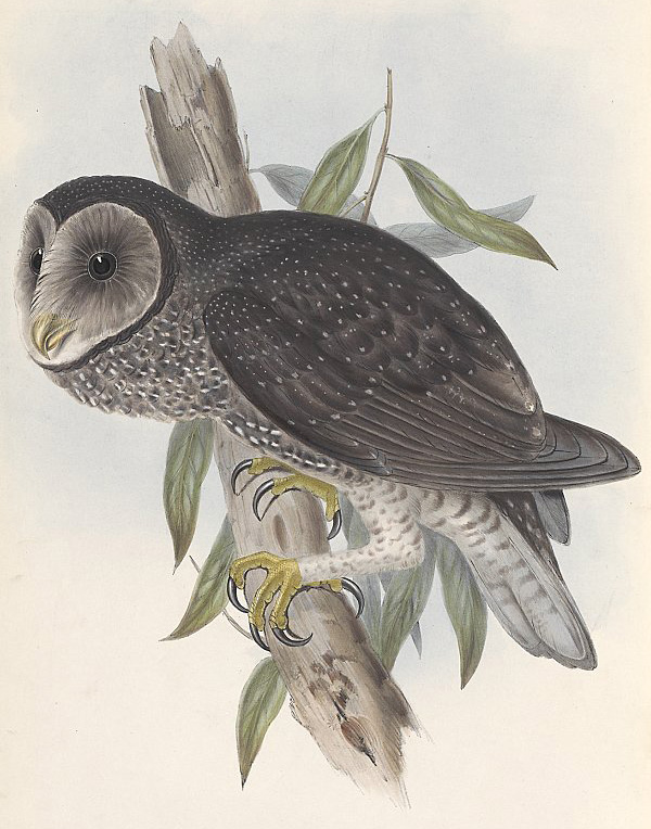 Australian Bird Quiz, Question 10 - Can you identify this bird?