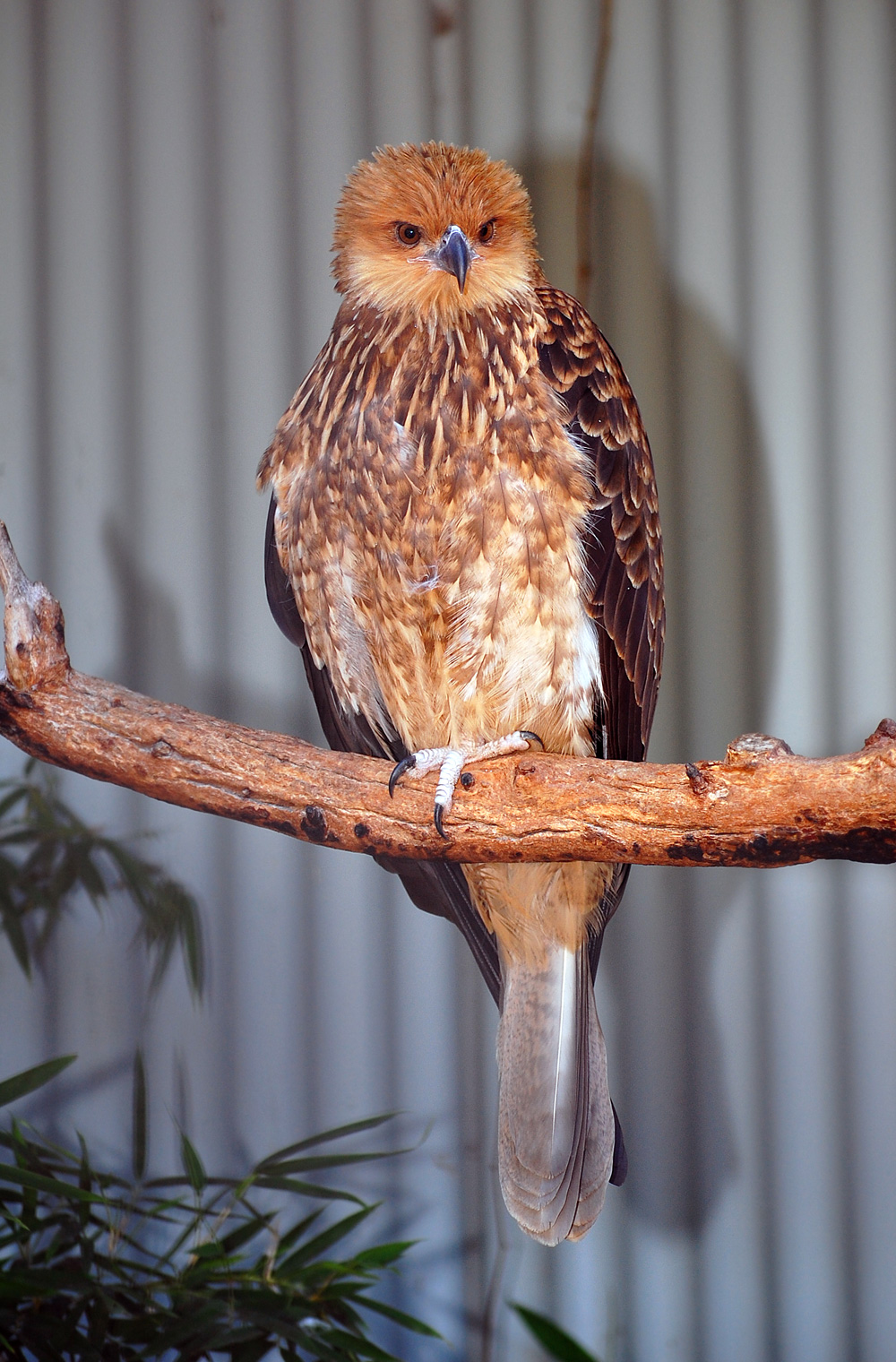 Australian Bird Quiz, Question 7 - Can you identify this bird?