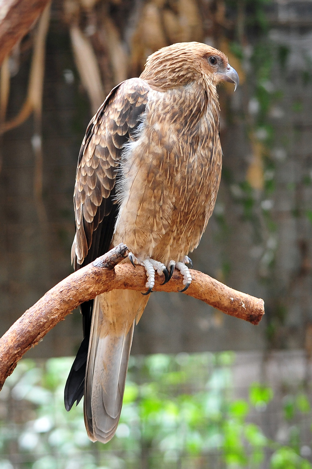 Australian Bird Quiz, Question 5 - Can you identify this bird?