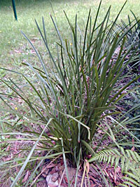 Long-leaved Mat Rush (Lomandra longifolia)