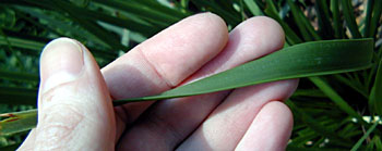 Long-leaved Mat Rush (Lomandra longifolia) Leaf