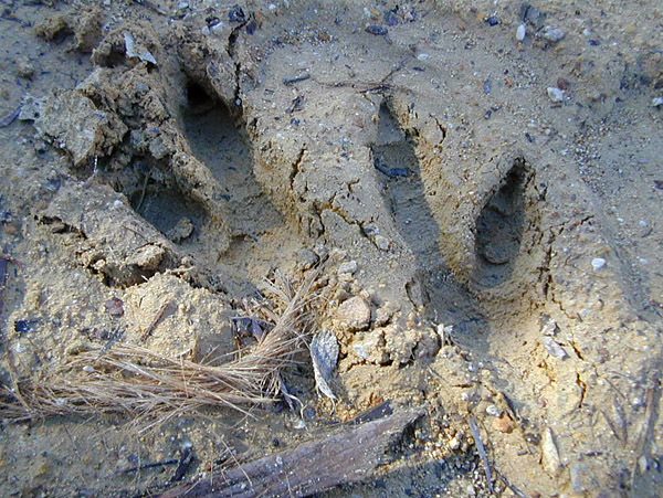 Animal Tracking Quiz, Question 4 - Can you identify this animal track?