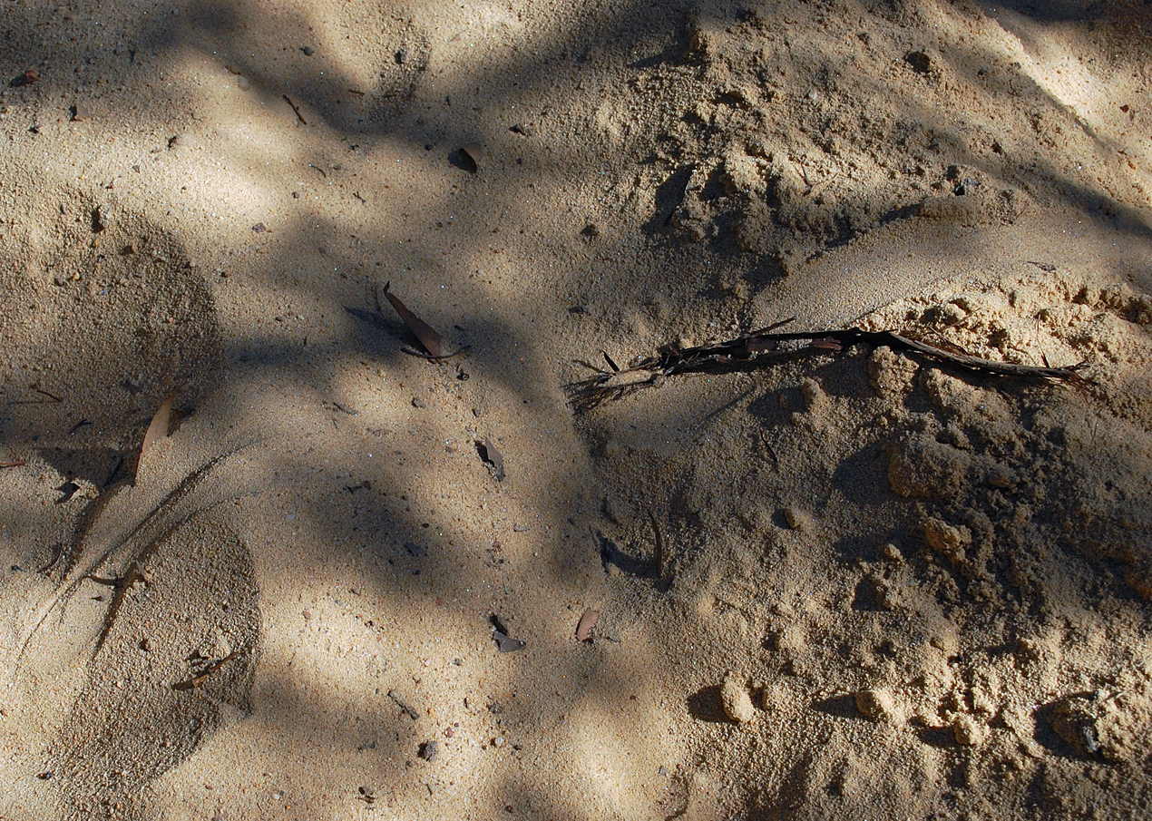 Animal Tracking Quiz, Question 9 - Can you identify this animal track?