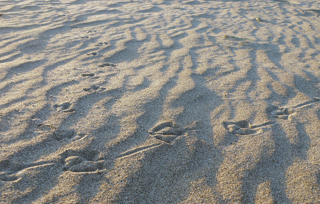 Animal Tracking Quiz, Question 2 - Can you identify this animal track?