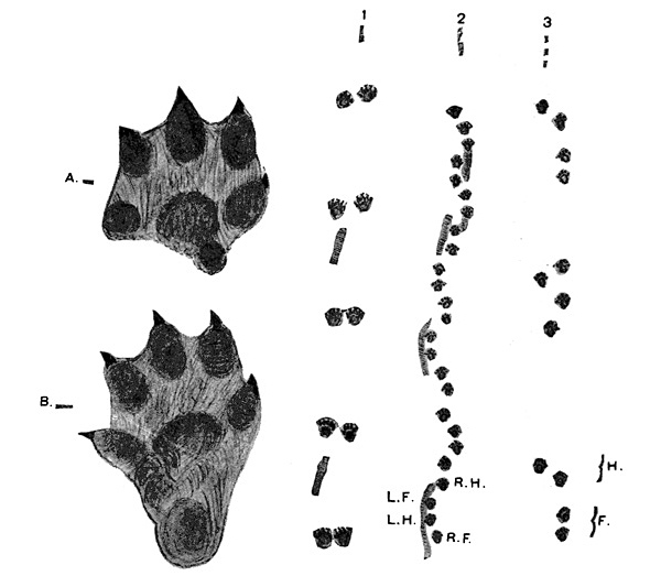 Animal Tracking Quiz, Question 8 - Can you identify this animal track?