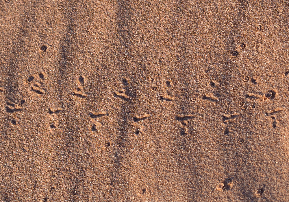 Animal Tracking Quiz, Question 7 - Can you identify this animal track?