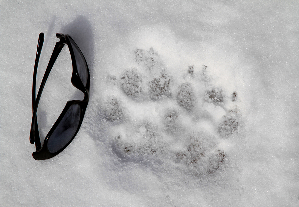 Animal Tracking Quiz, Question 8 - Can you identify this animal track?