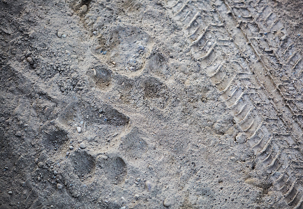 Animal Tracking Quiz, Question 6 - Can you identify this animal track?