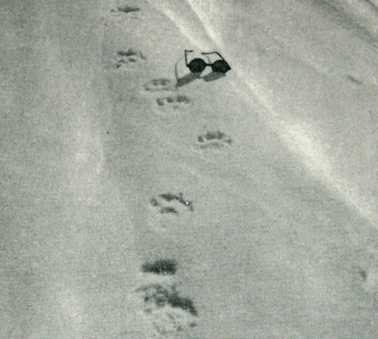 Animal Tracking Quiz, Question 6 - Can you identify this animal track?