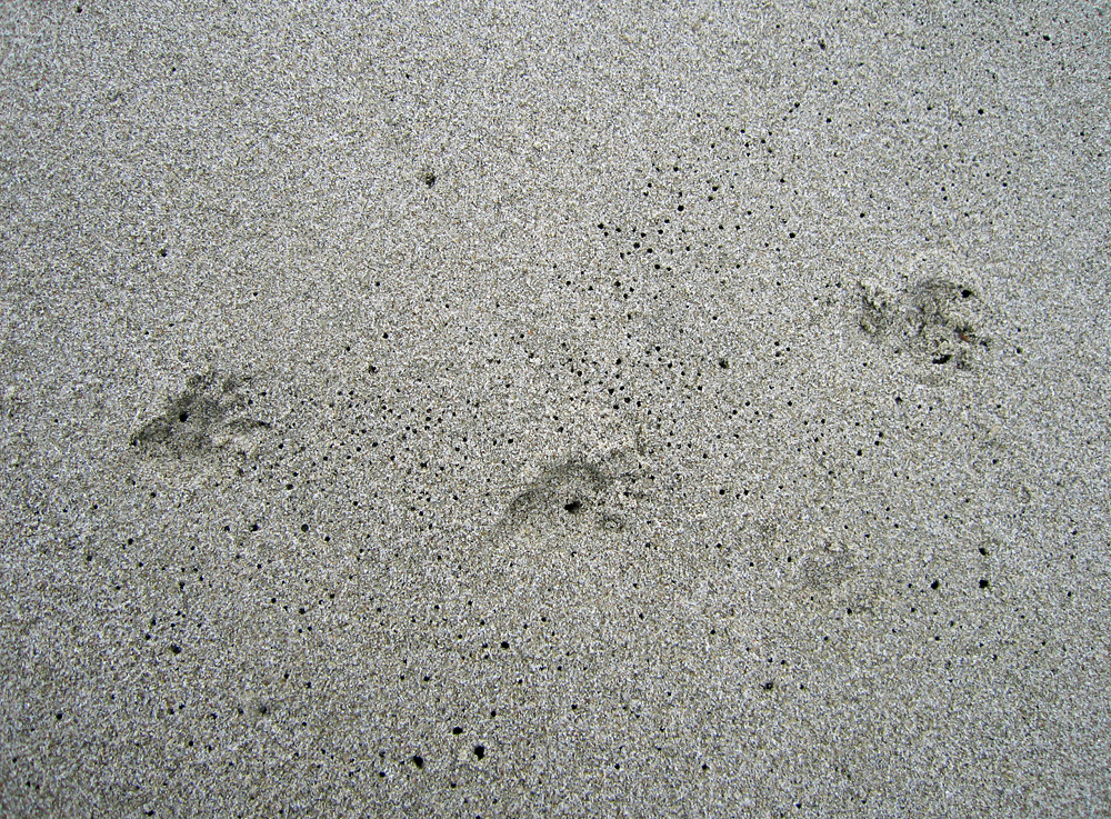 Animal Tracking Quiz, Question 3 - Can you identify this animal track?
