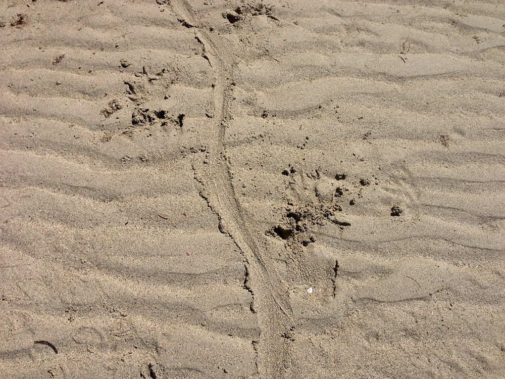 Animal Tracking Quiz, Question 5 - Can you identify this animal track?