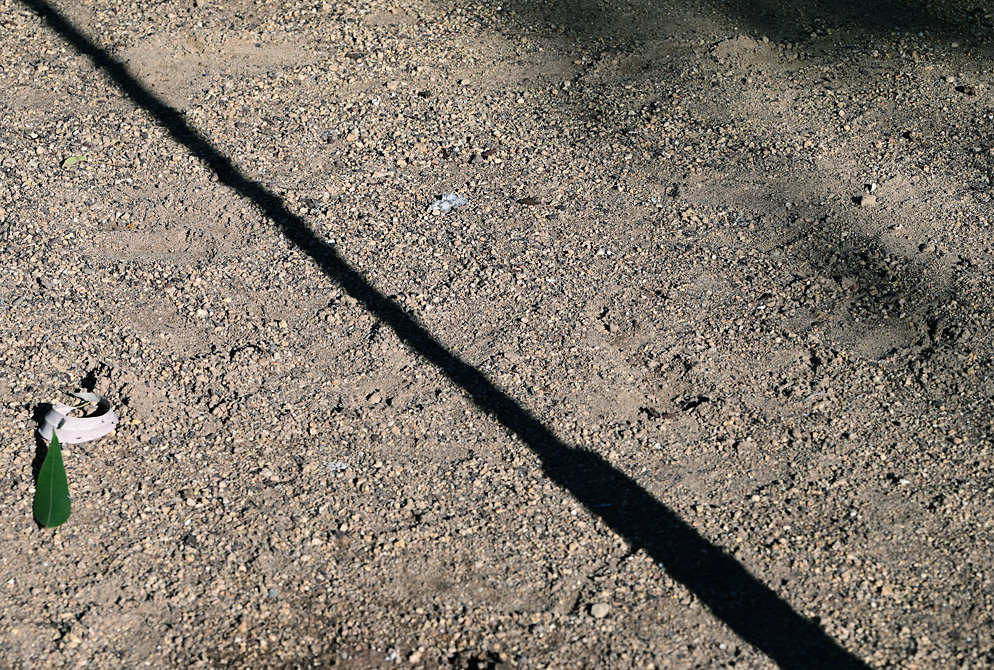 Animal Tracking Quiz, Question 5 - Can you identify this animal track?
