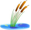 Australian Bush Food Plant Quiz (Bush Tucker and Edible Weeds)