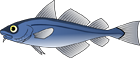 Eastern Hulafish - Trachinops taeniatus