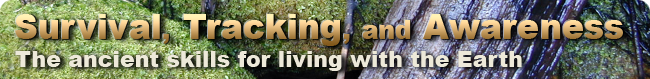Witchetty Grubs - Animal Foods - Wilderness Survival, Tracking, and Awareness