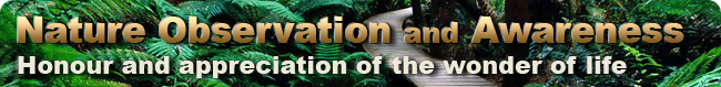 Reptiles of Australia - Sydney and Blue Mountains Reptiles