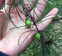 Bush Tucker Plant Foods - Persoonia linearis - Narrow-leaved Geebung