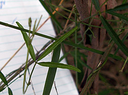 Bush Tucker Plant Foods - Glycine tabacina - Love Creeper