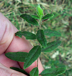 Bush Tucker Plant Foods - Billardiera scandens - Apple Berry